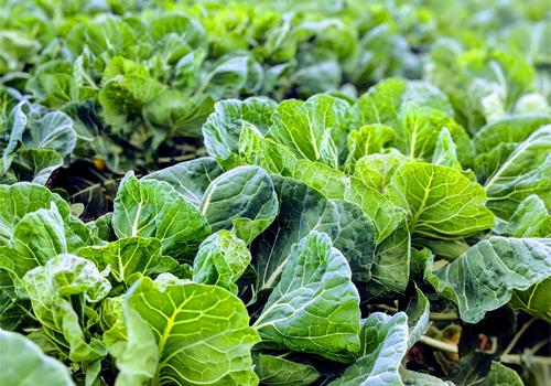 Lettuce crops in a field